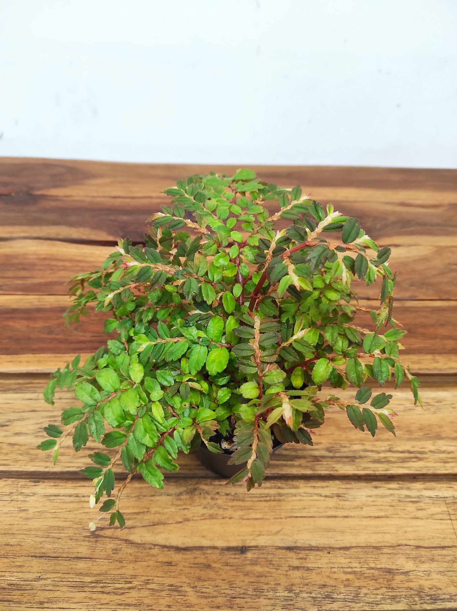 Begonia Foliosa Miniata