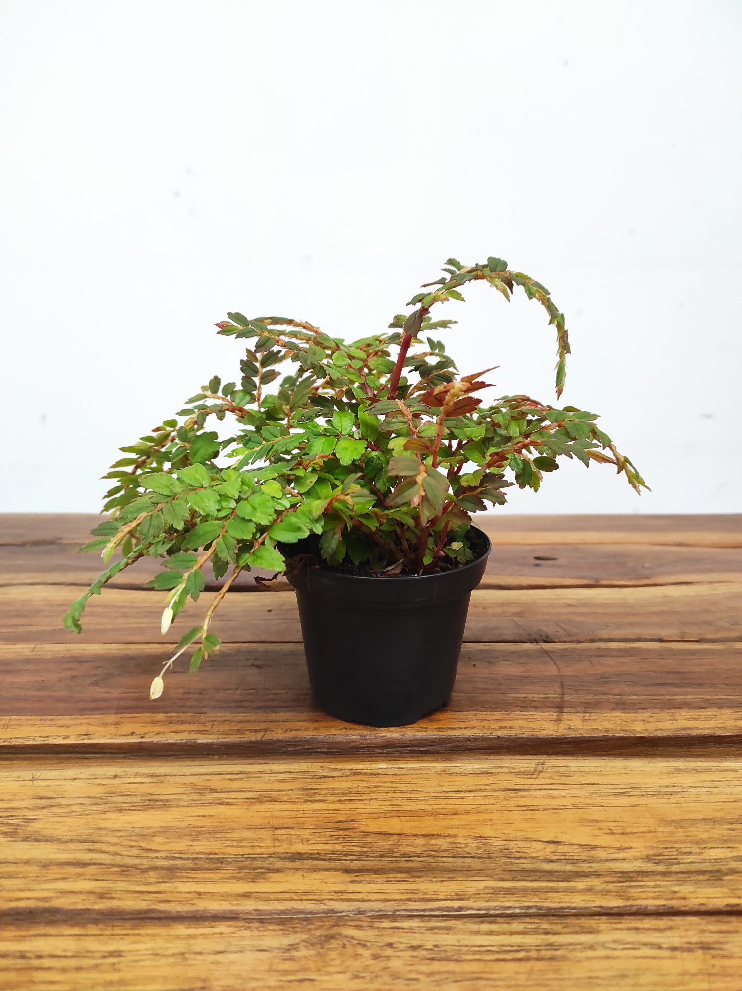Begonia Foliosa Miniata - Image 2