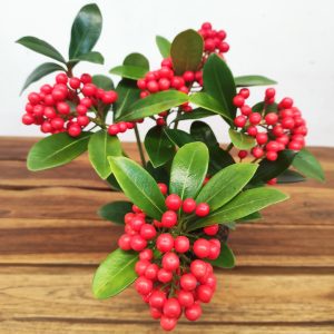 Skimmia Jap. 'Oberries Red'