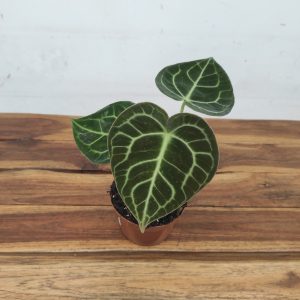 Anthurium Clarinervium