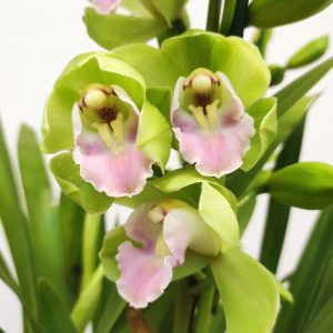 Cymbidium Green White Lip 3-4 Hastes