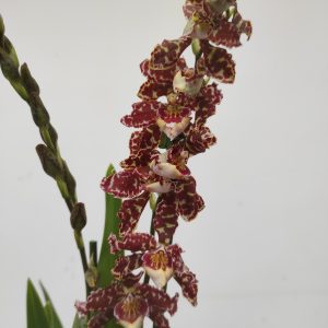 Cambria 2 Hastes - V.12