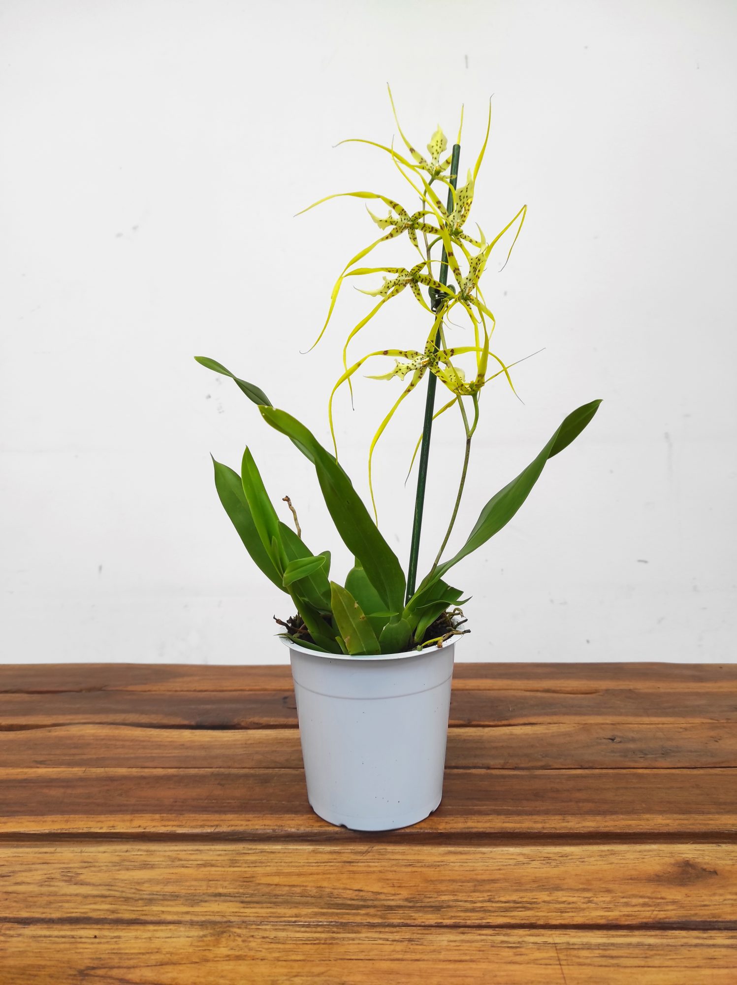 Cambria V.12 - Image 2