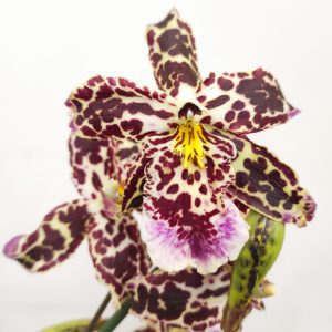 Cambria 2 Hastes - V.12