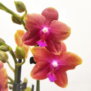 Phalaenopsis V.12