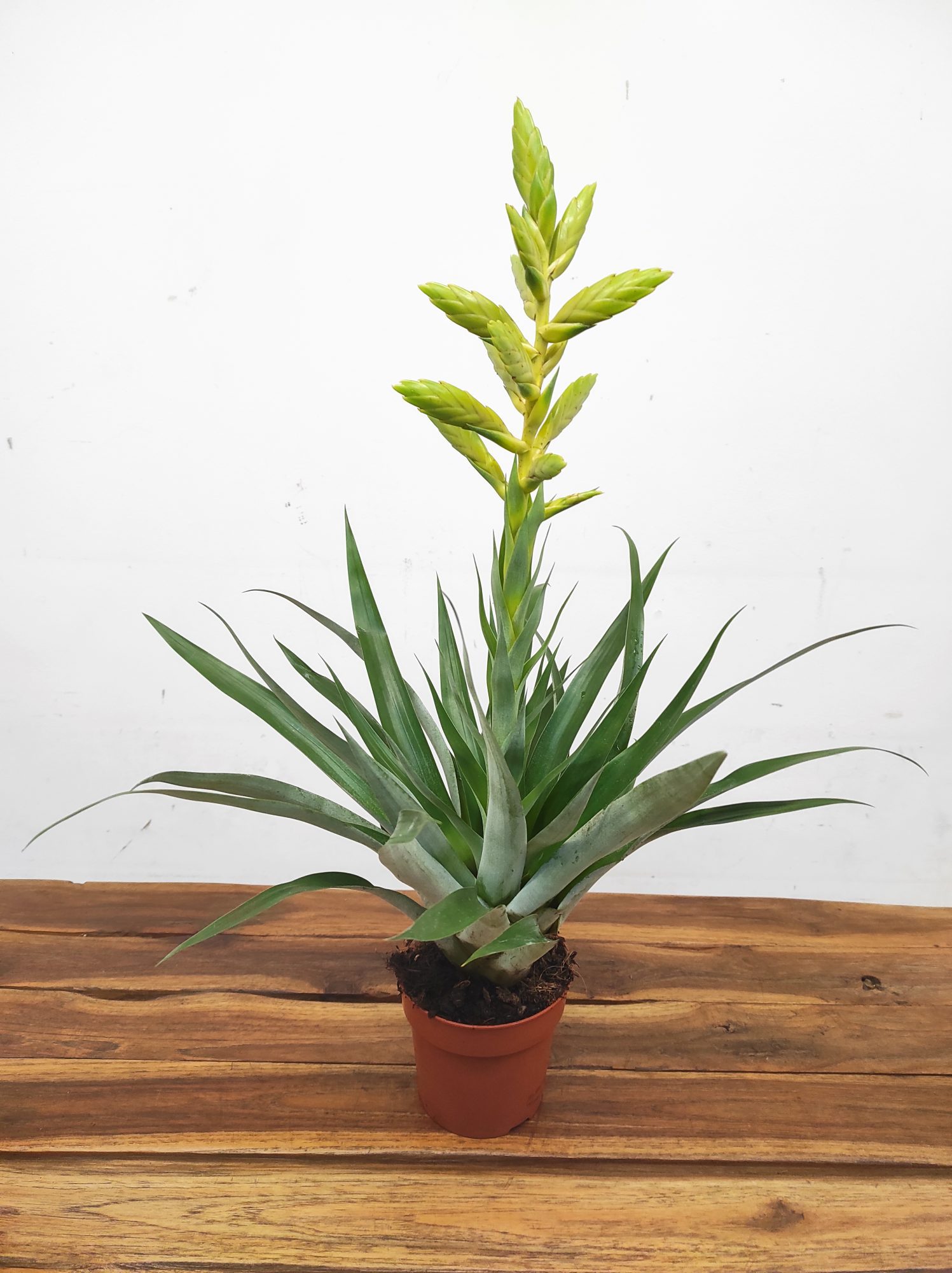 Tillandsia Oerstediana