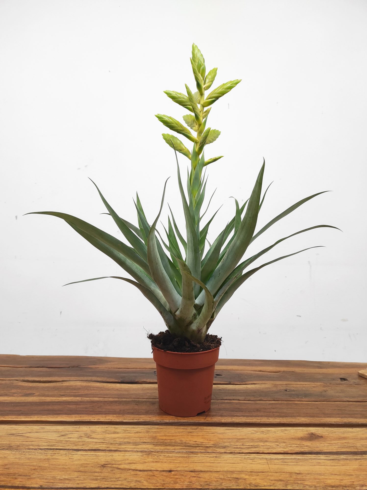 Tillandsia Oerstediana - Image 2