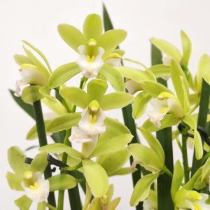 Cymbidium Mint Source V.9