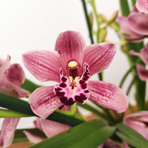 Cymbidium Especial 3-4 Hastes V.14