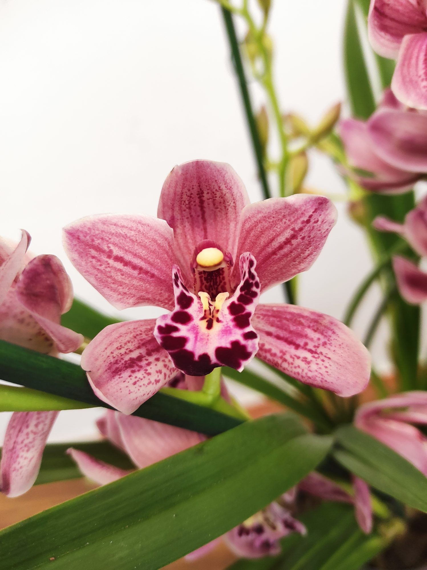 Cymbidium Especial 3-4 Hastes V.14