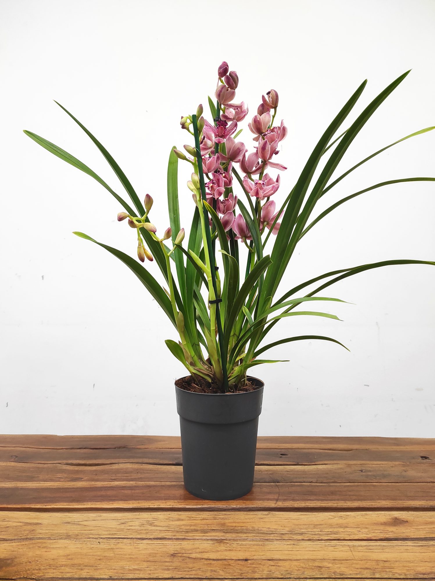 Cymbidium Especial 3-4 Hastes V.14 - Image 2