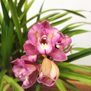 Cymbidium Sweet Wine Rika 2-3 Hastes V.14