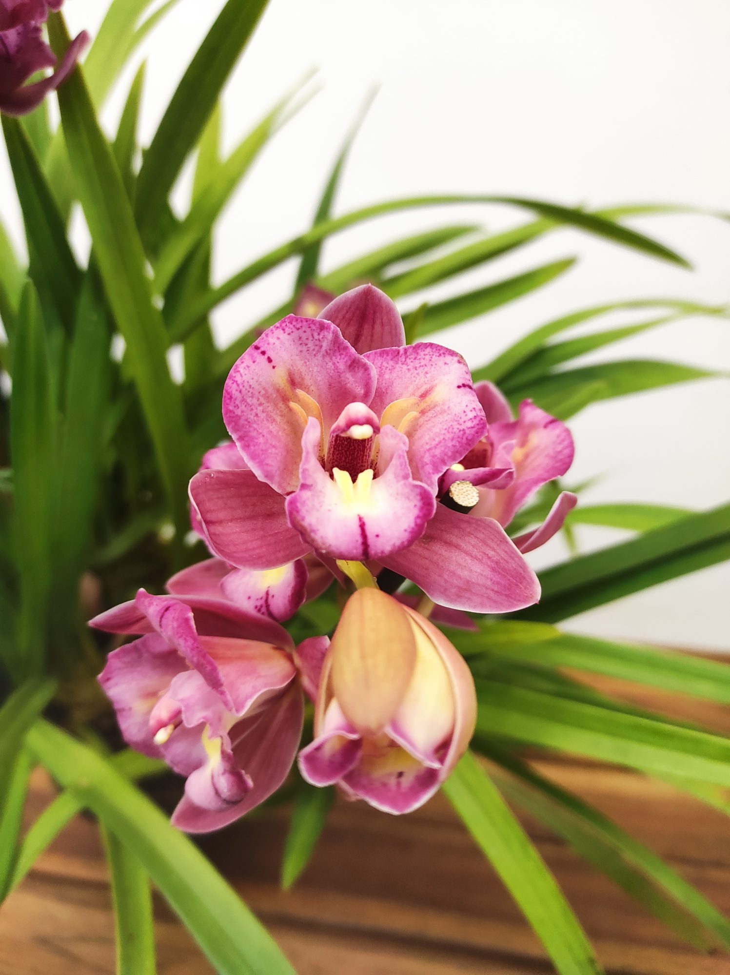 Cymbidium Sweet Wine Rika 2-3 Hastes V.14