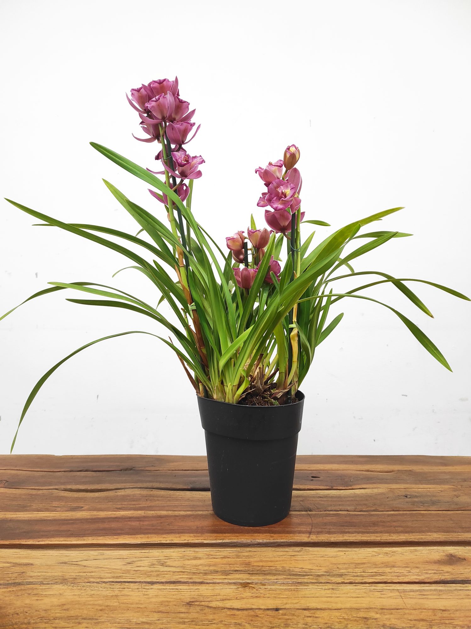 Cymbidium Sweet Wine Rika 2-3 Hastes V.14 - Image 2