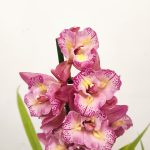 Cymbidium Sweet Wine Rika 2-3 Hastes V.14