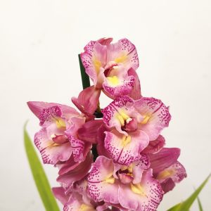 Cymbidium Sweet Wine Rika 2-3 Hastes V.14
