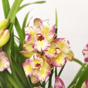 Cymbidium Sweet Wine Rika 3-4 Hastes V.14