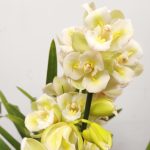Cymbidium Sweet Wine Rika 3-4 Hastes V.14