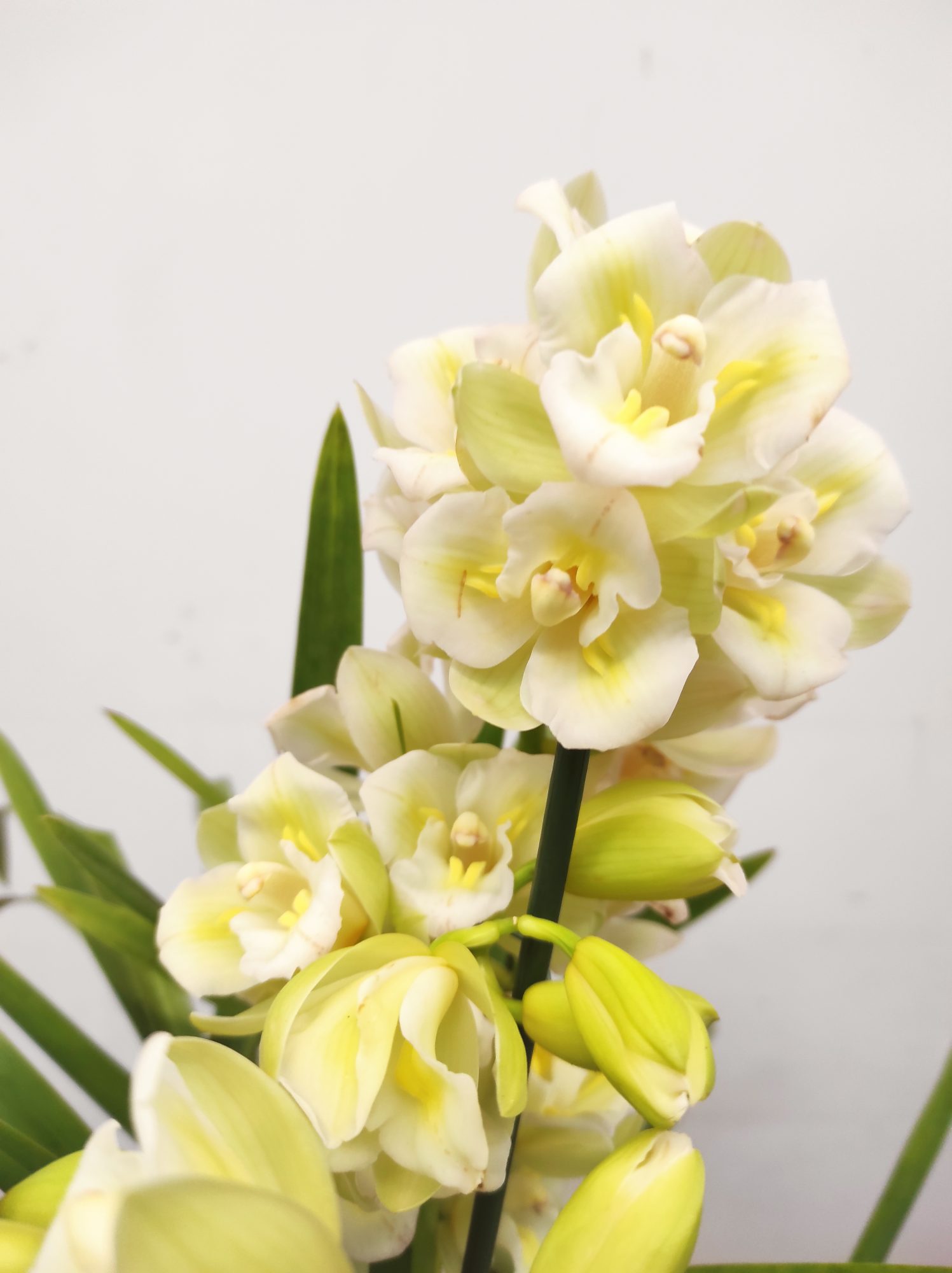 Cymbidium Sweet Wine Rika 3-4 Hastes V.14
