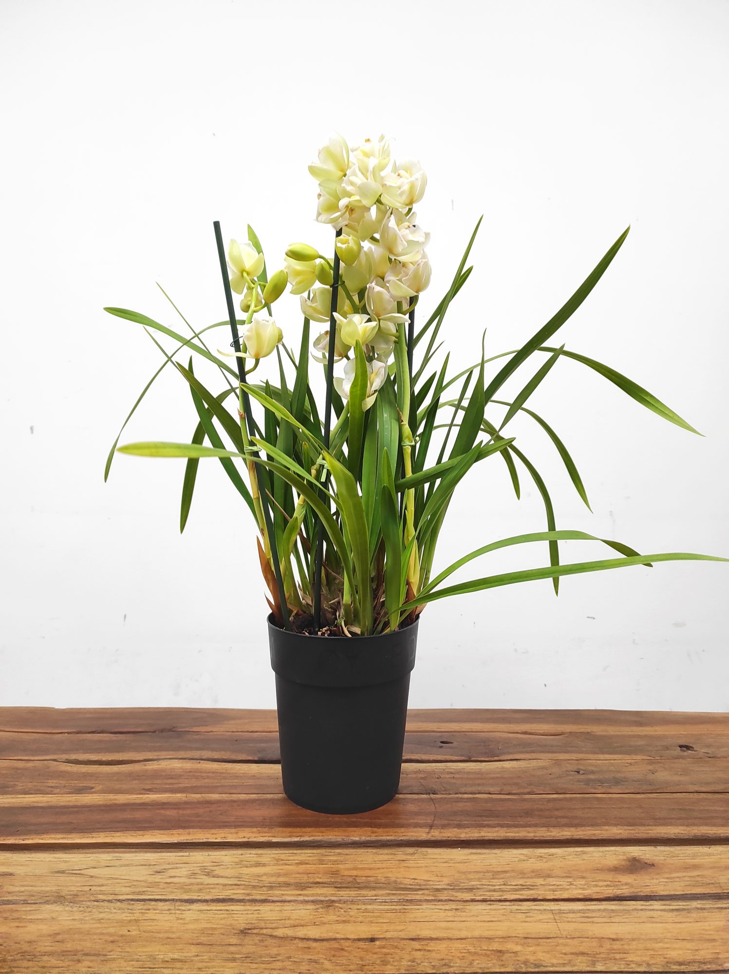 Cymbidium Sweet Wine Rika 3-4 Hastes V.14 - Image 2