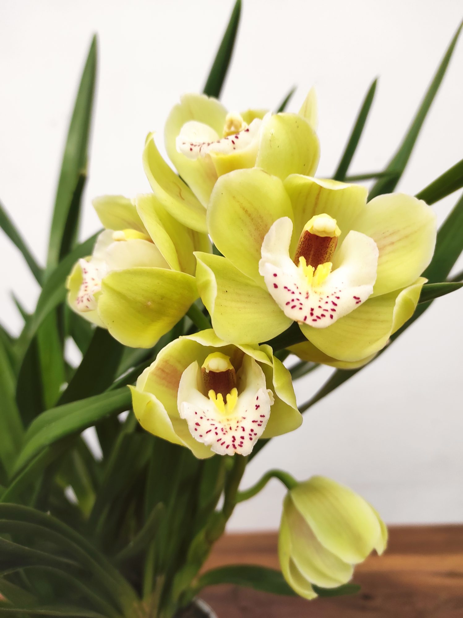 Cymbidium V.12