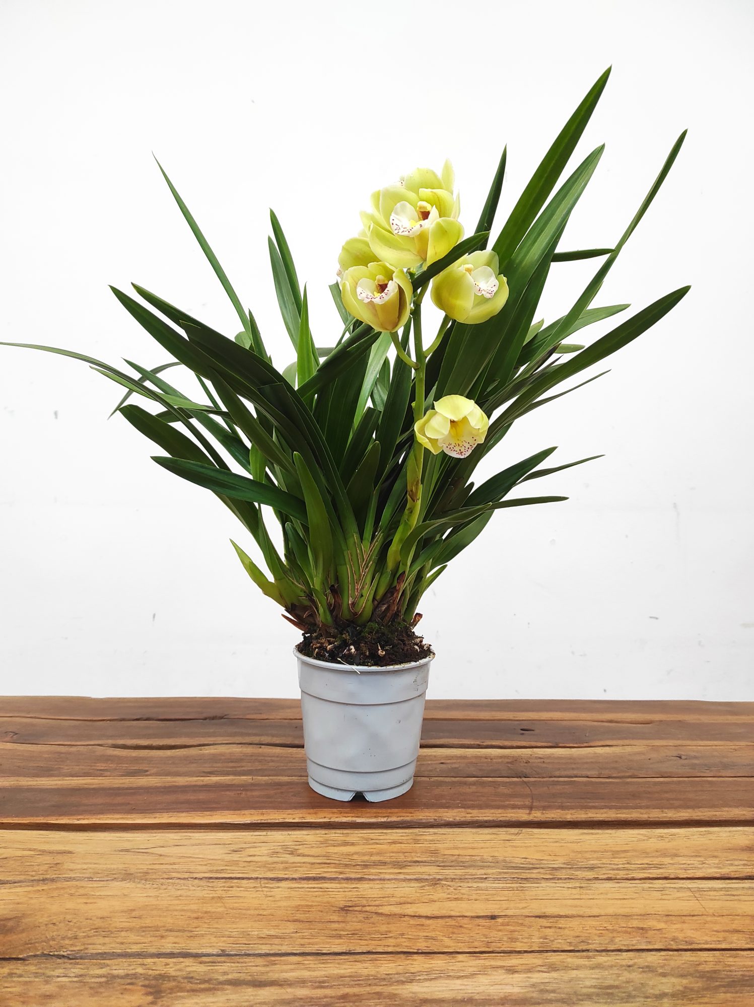 Cymbidium V.12 - Image 2