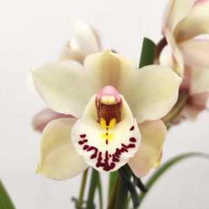 Cymbidium V.12