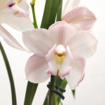 Cymbidium V.12