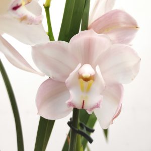 Cymbidium V.12