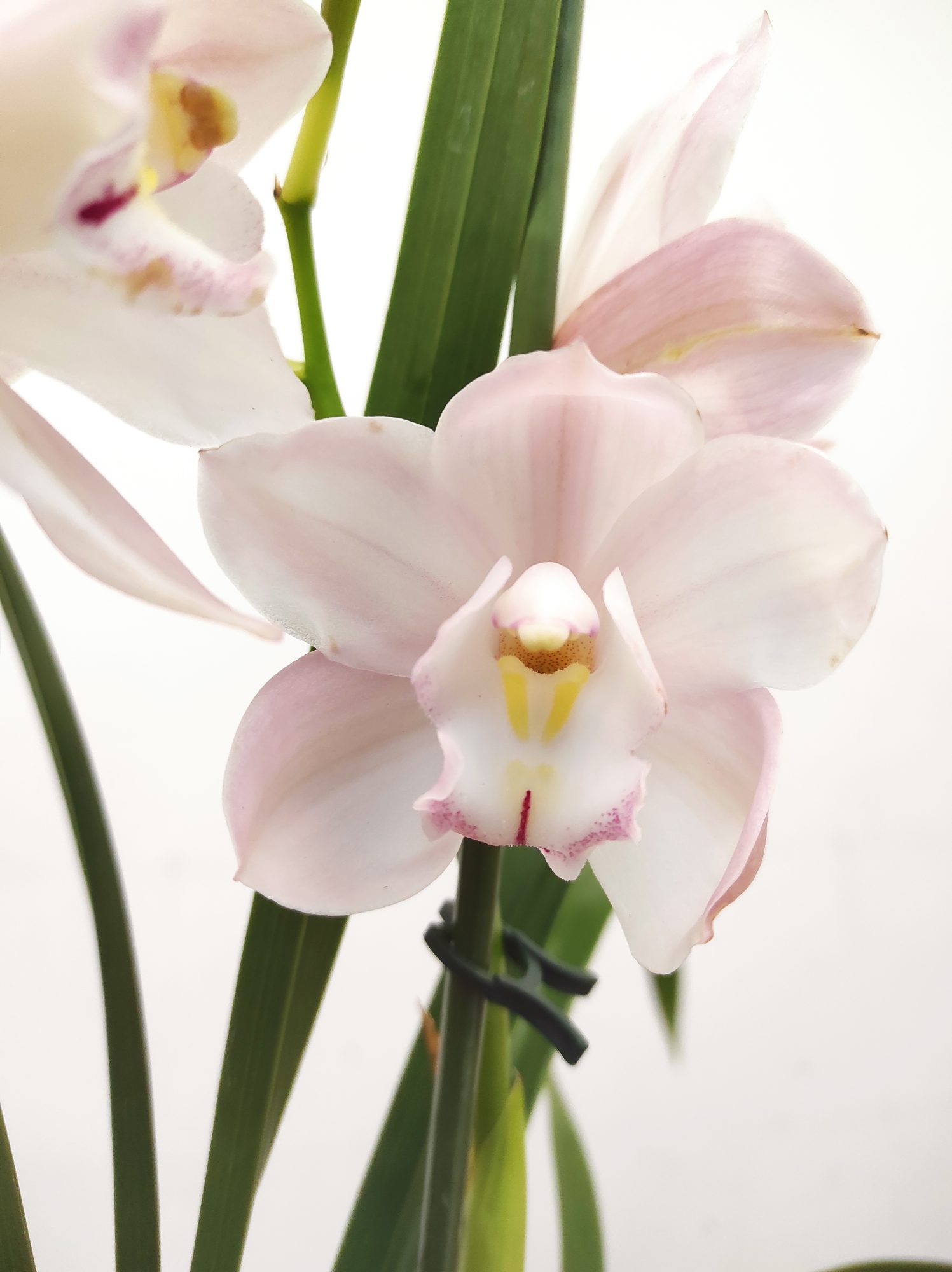 Cymbidium V.12