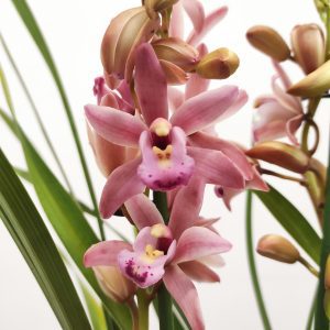 Cymbidium V.12