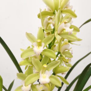 Cymbidium V.12