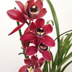 Cymbidium V.12