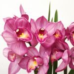 Cymbidium V.12