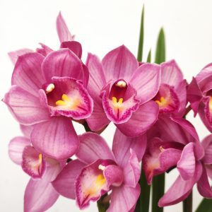 Cymbidium V.12