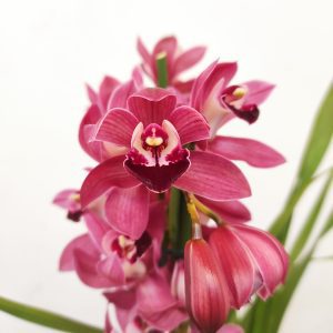 Cymbidium V.12