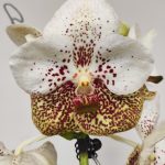 Vanda
