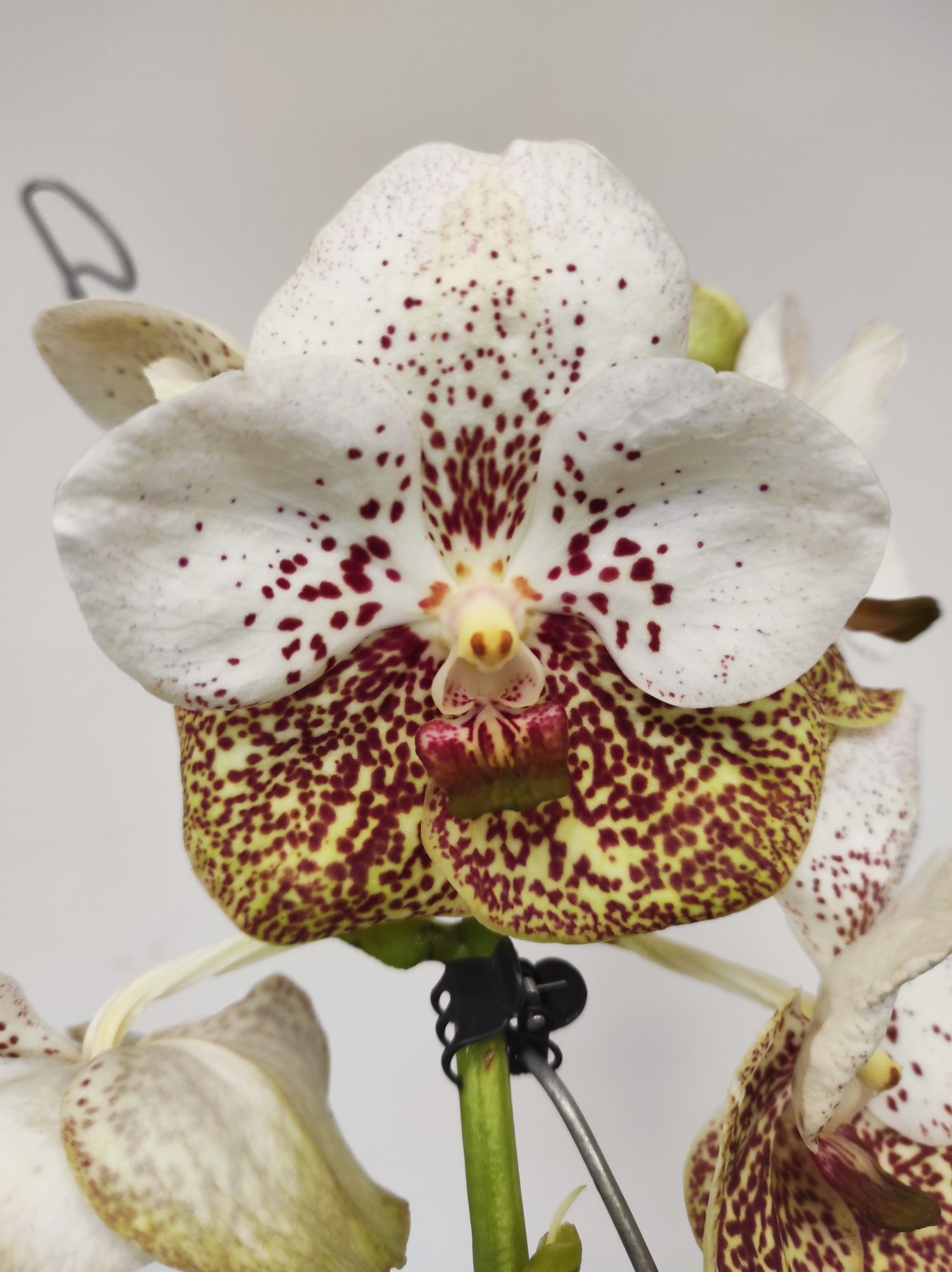 Vanda