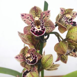 Cymbidium Magic Vogel - V.12