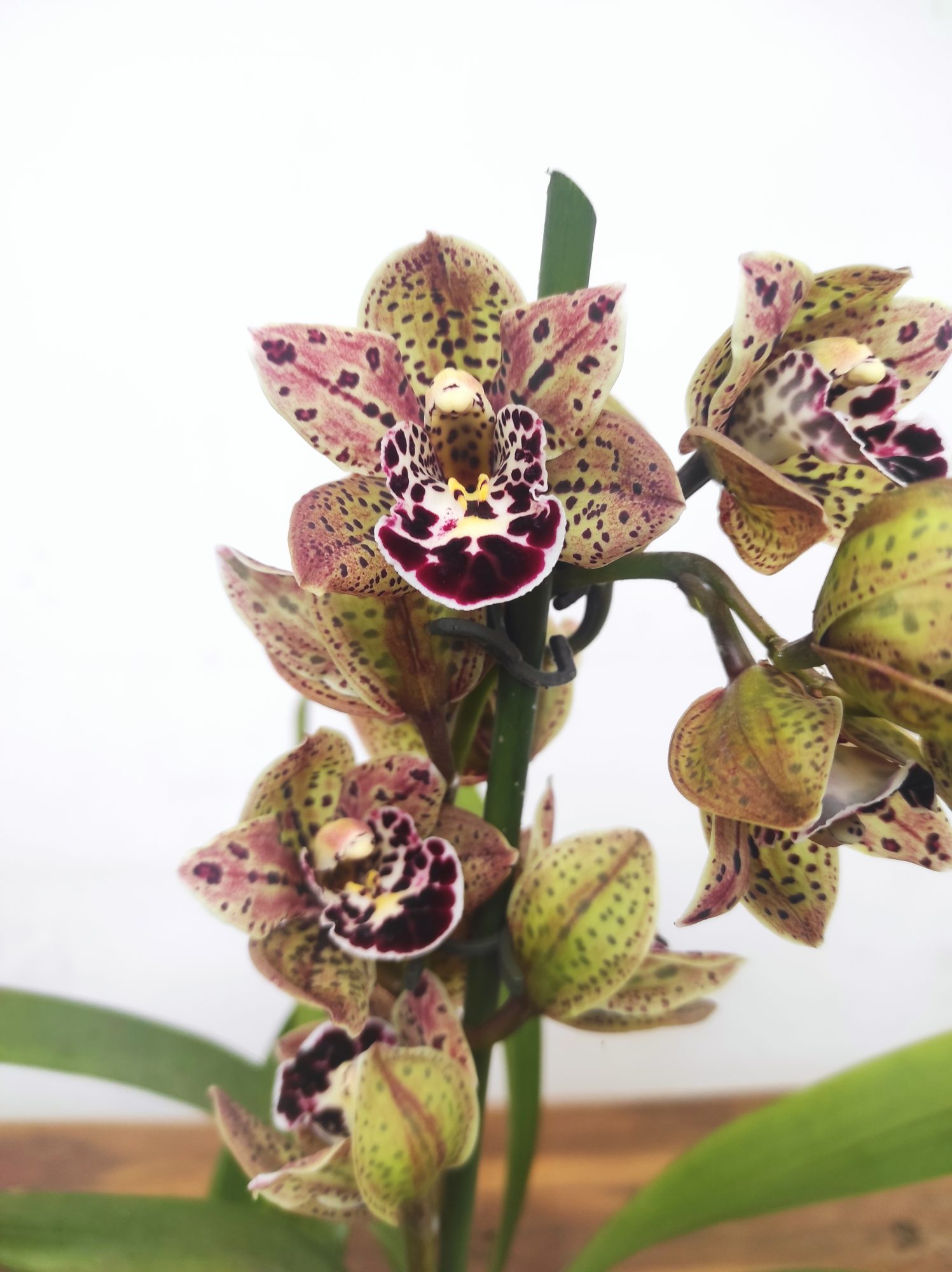 Cymbidium Magic Vogel - V.12