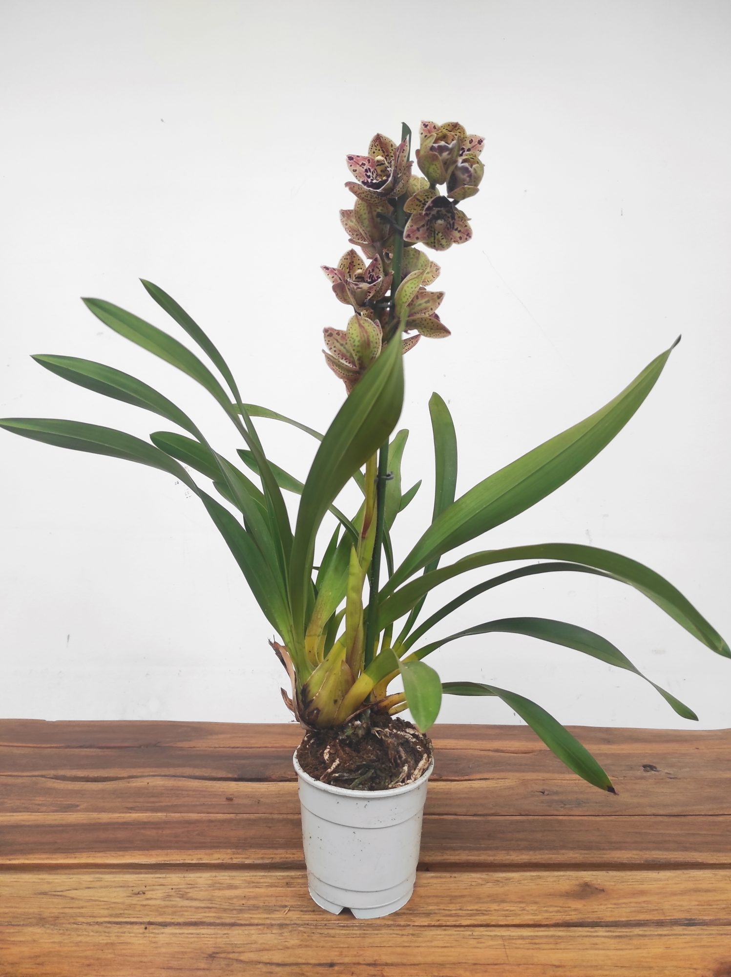 Cymbidium Magic Vogel - V.12 - Image 2