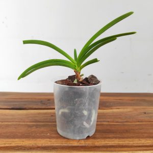 Vanda Holcostylis 'Ms Sunlight' x Ascocentrum Aurantiacum - Sem Flor