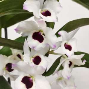 Dendrobium Nobile