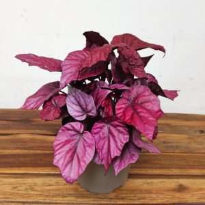 Begonia Beleaf 'Inca Flame'