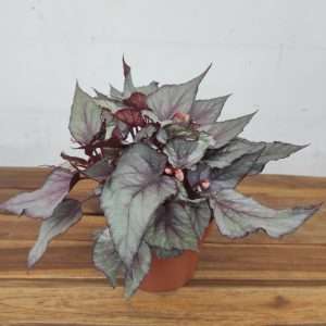Begonia Beleaf 'Maori Haze'