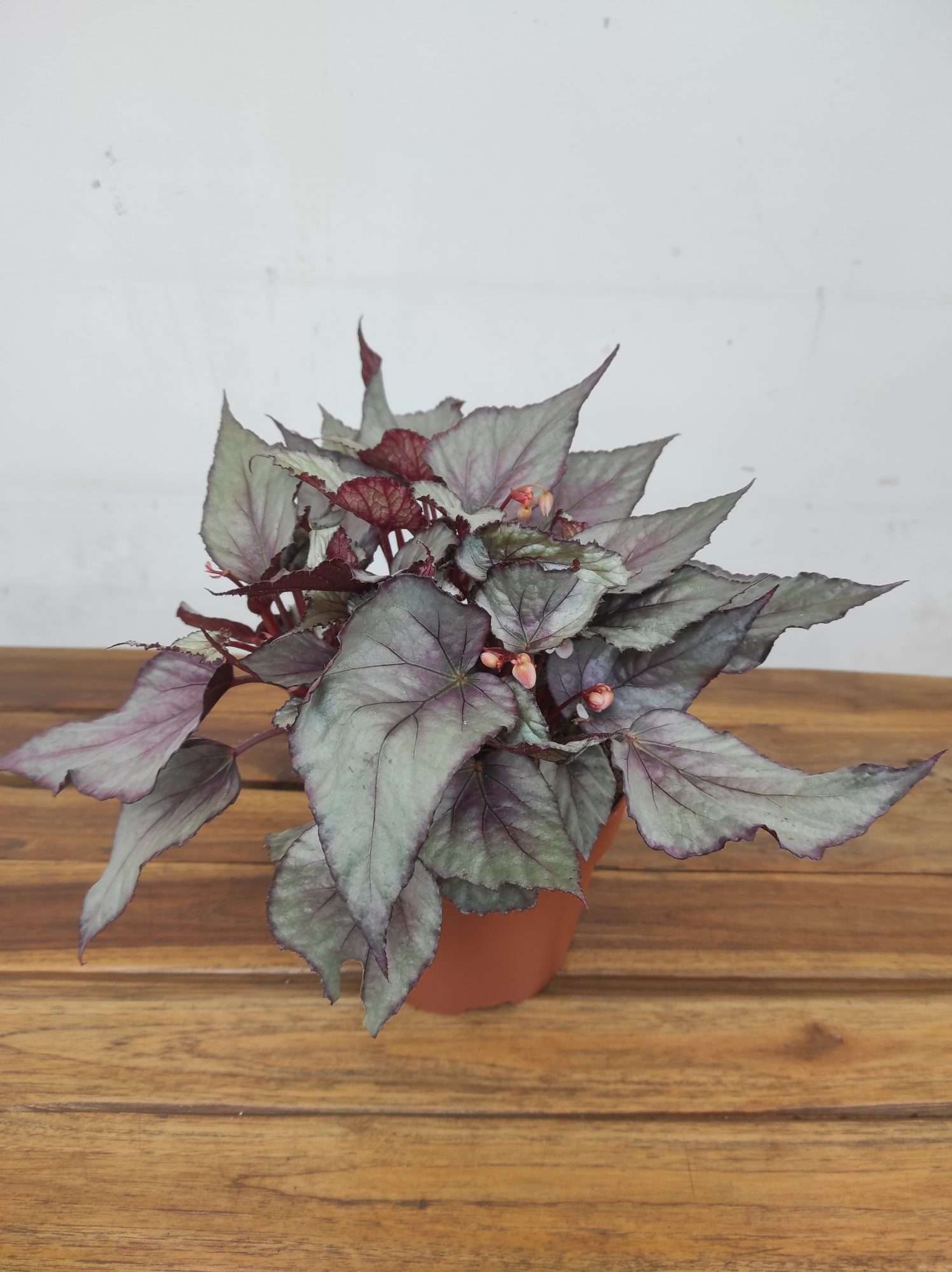 Begonia Beleaf 'Maori Haze'