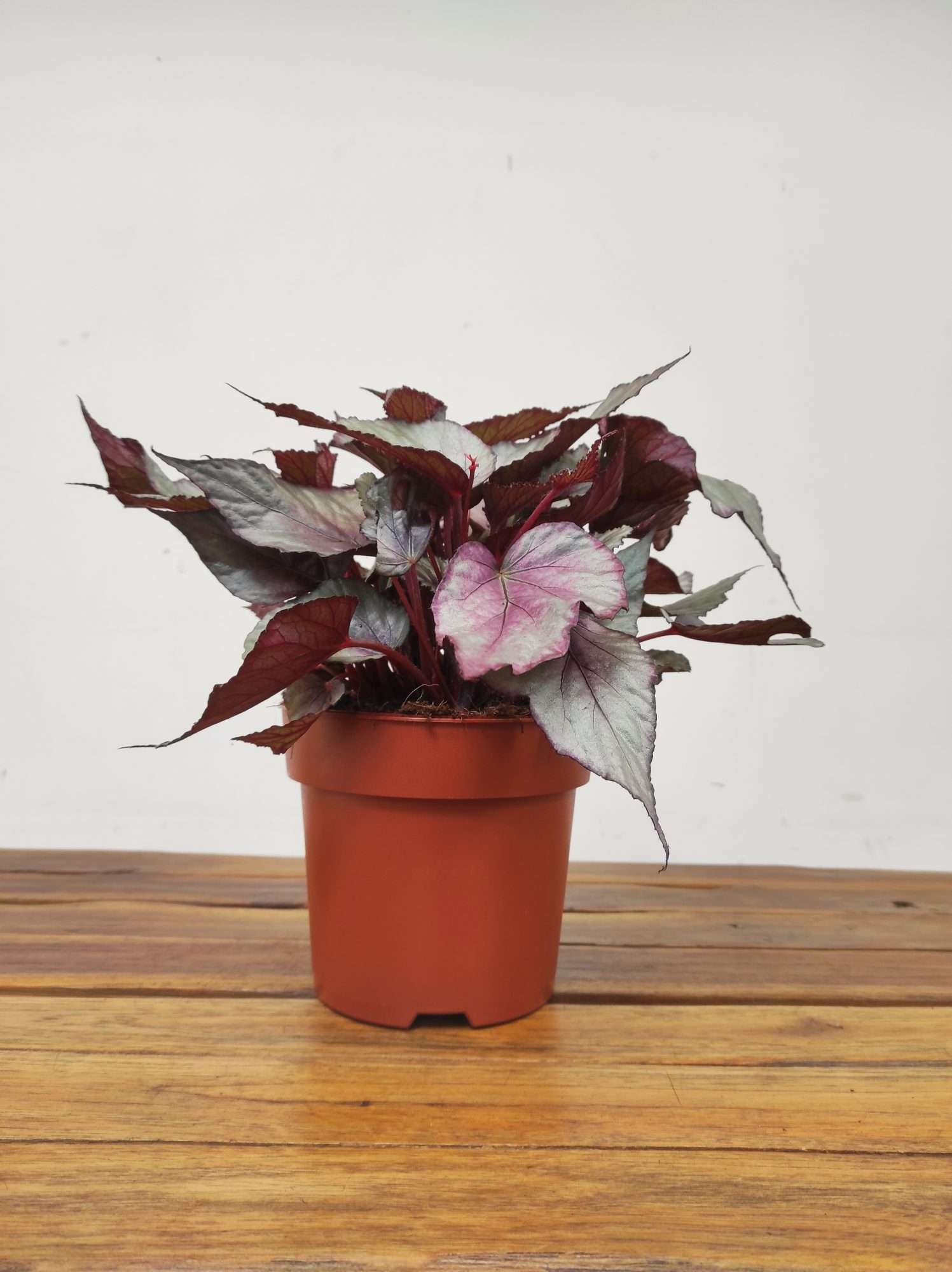 Begonia Beleaf 'Maori Haze' - Image 2