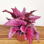 Begonia Beleaf 'Maui Sunset'