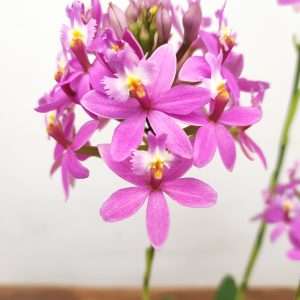Epidendrum Radicans