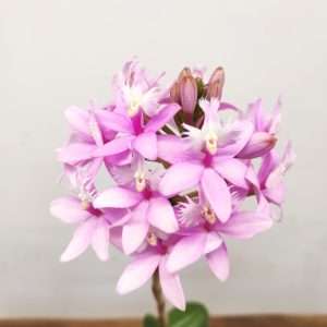 Epidendrum Radicans